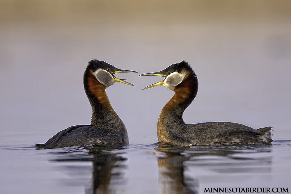 Rednecked Grebes a Courting