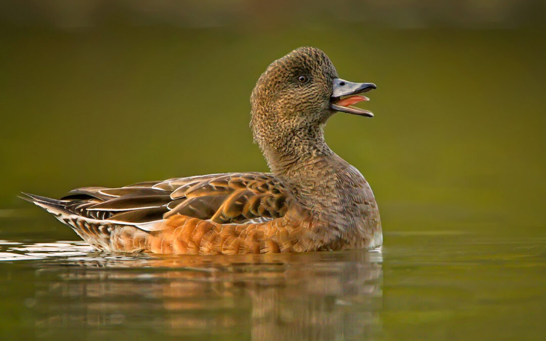 Wigeon Hen After The Fall Rain