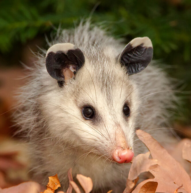 Baby Opossum Visits Bird Feeder