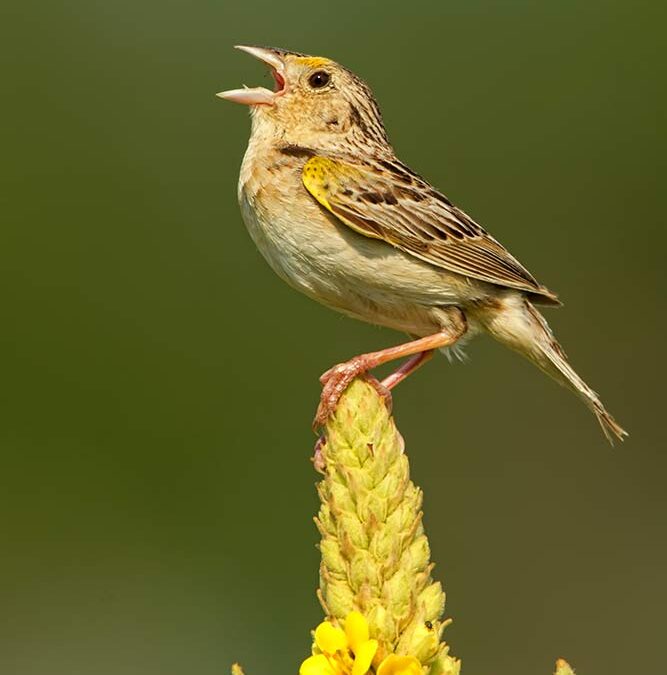 Grasshopper Sparrow Singing