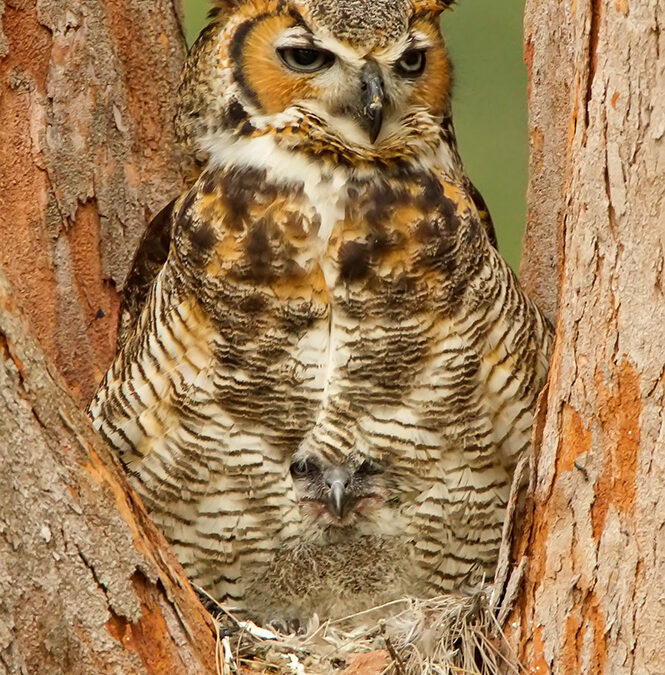 Great Horned Owl & Chick