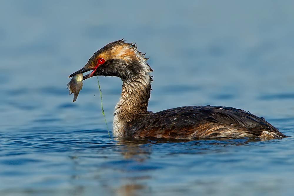 Horned Grebe Catches a Sunfish