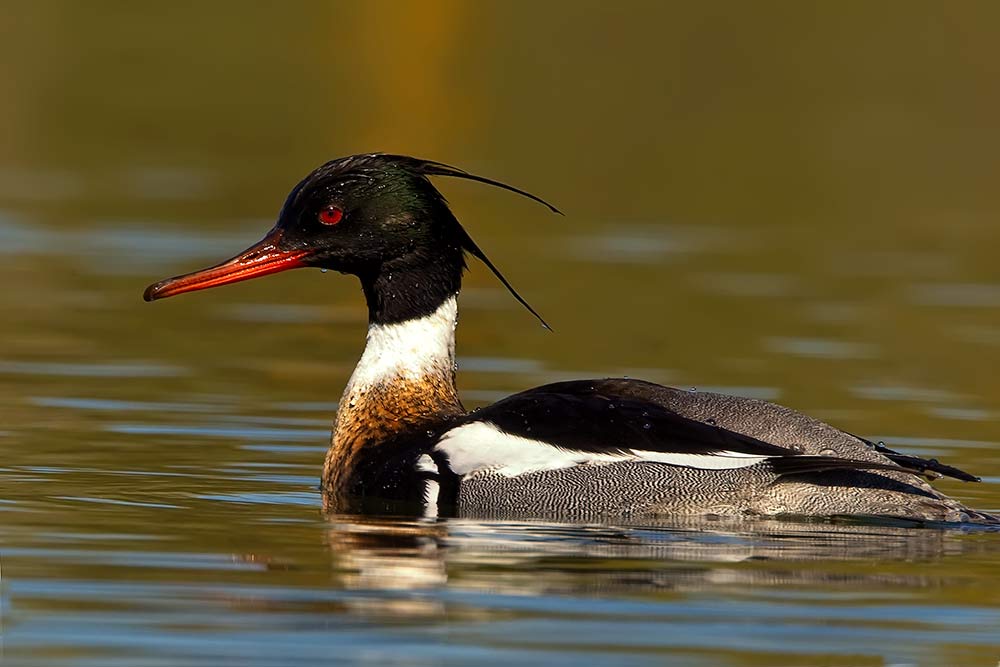 Red Breasted Merganser on Yellow/Green Water
