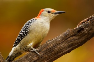 red bellied woodpecker