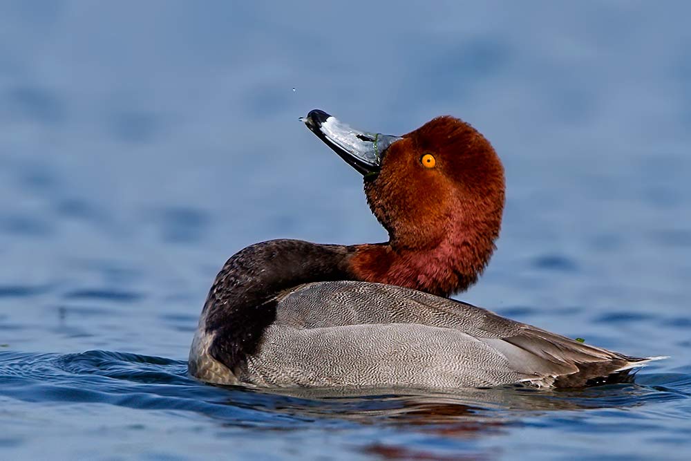 Red Head Duck Display 2
