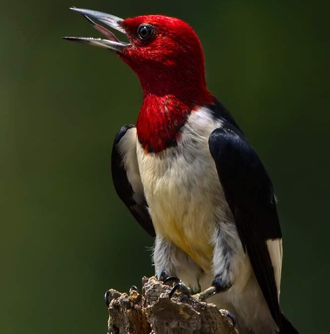Redheaded Woodpecker Sweats