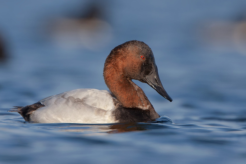 Canvasback Drake on Blue Water