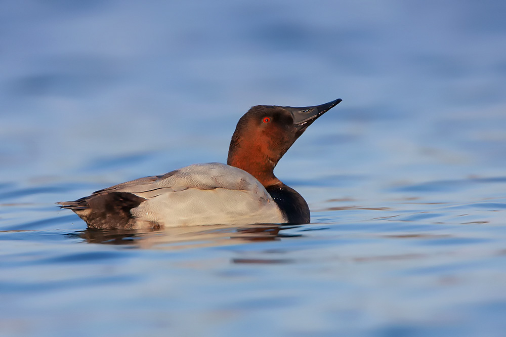 Up Nod From a Canvasback Drake