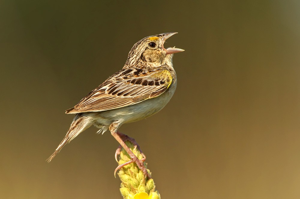 Grasshopper Sparrow Sings