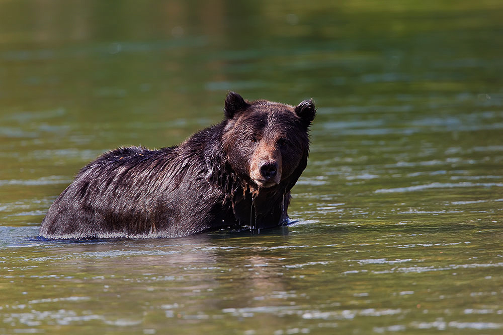 Grizzly Bear in Yellowstone River