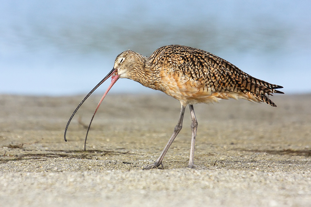 Long Billed Curlew Chokes Down a Crab