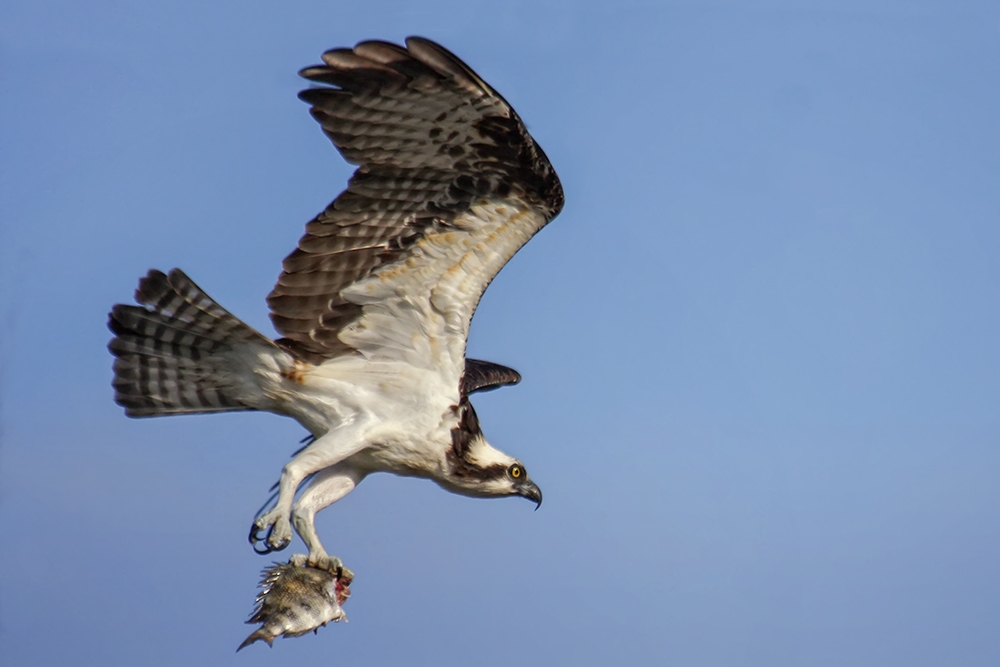 Osprey flies with Sheephead Breakfast