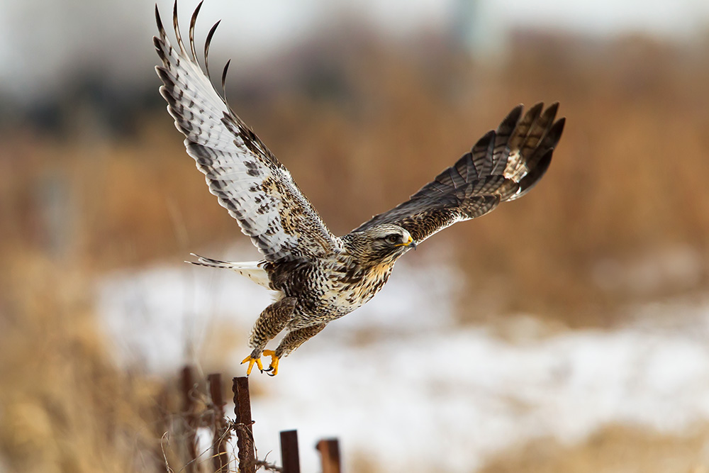 Rough Legged Hawk Leaps From Fence