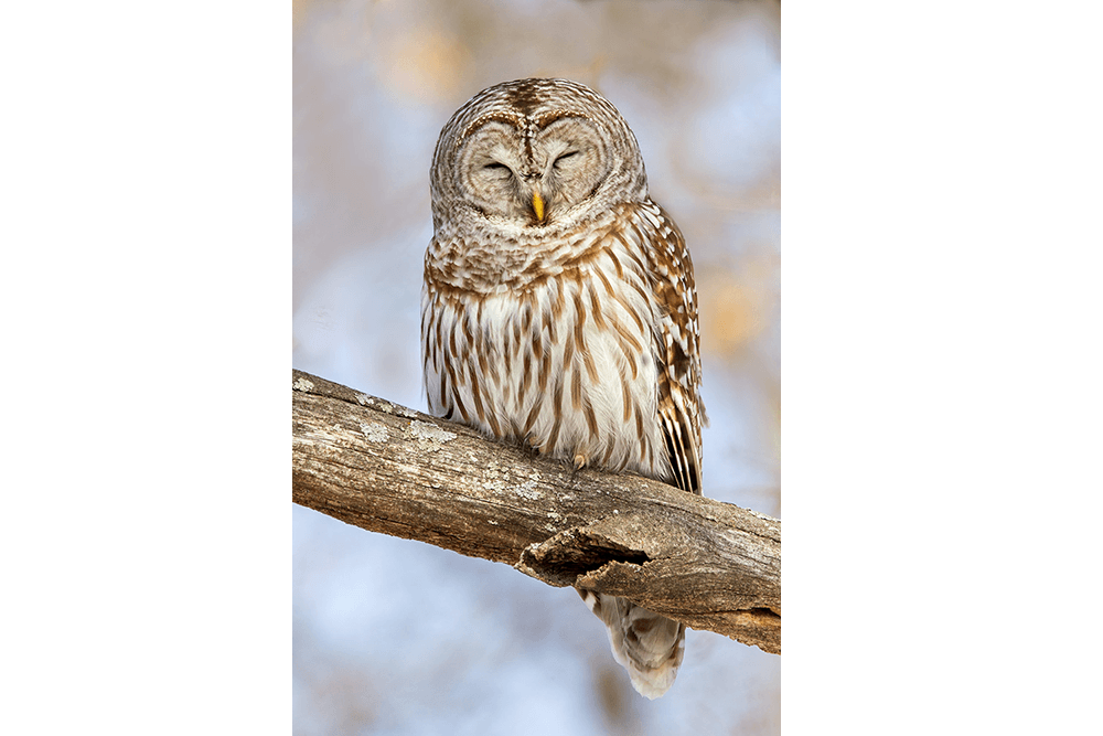 Barred Owl Snoozes