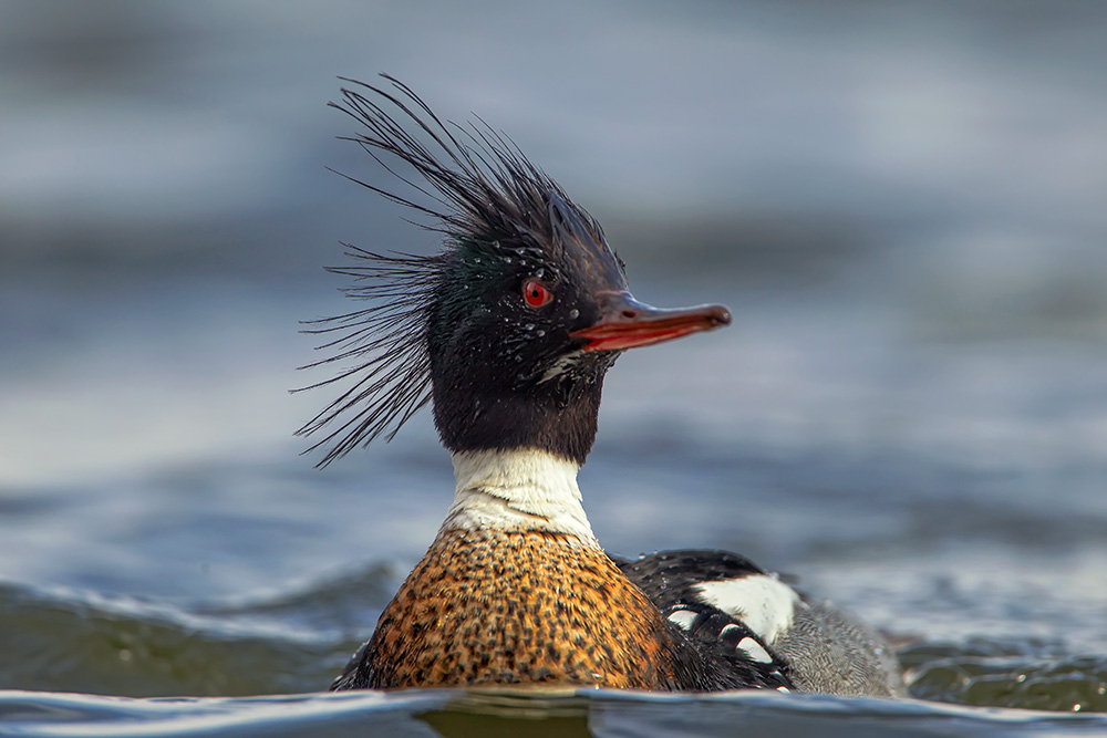 Mr Hairstyle/ Red Breasted Merganser