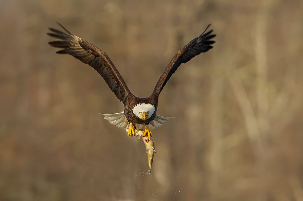 Bald Eagle Catches a Pike