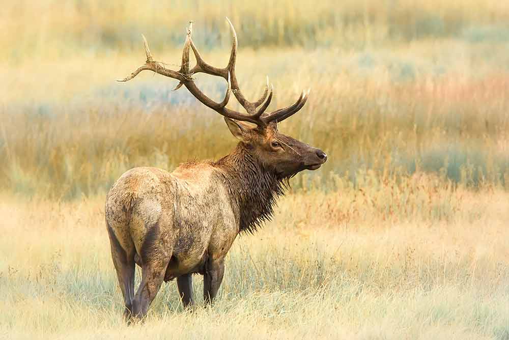 6 x 6 Bull Elk