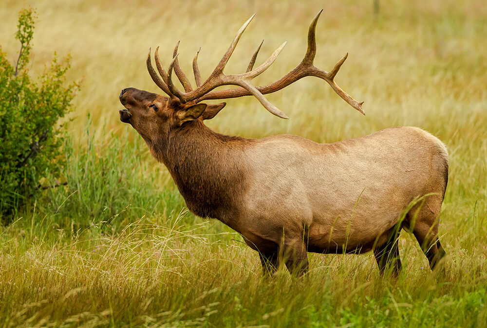 Big Boy Elk Bugles