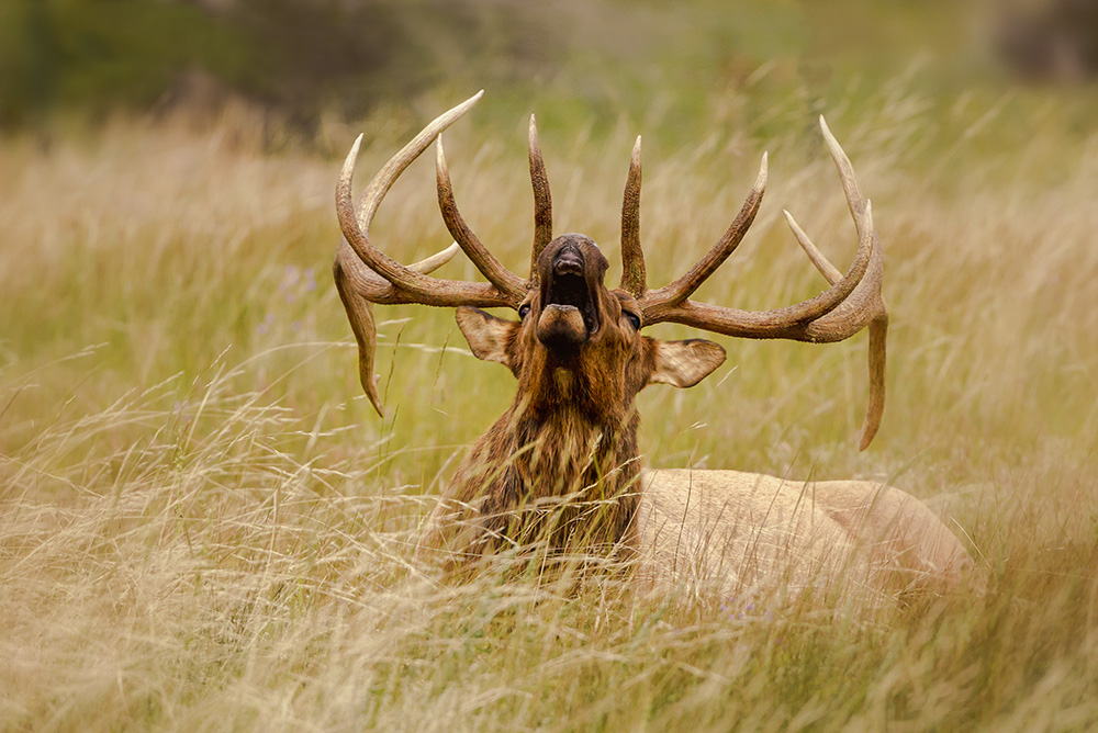 Bulging Elk in Grass