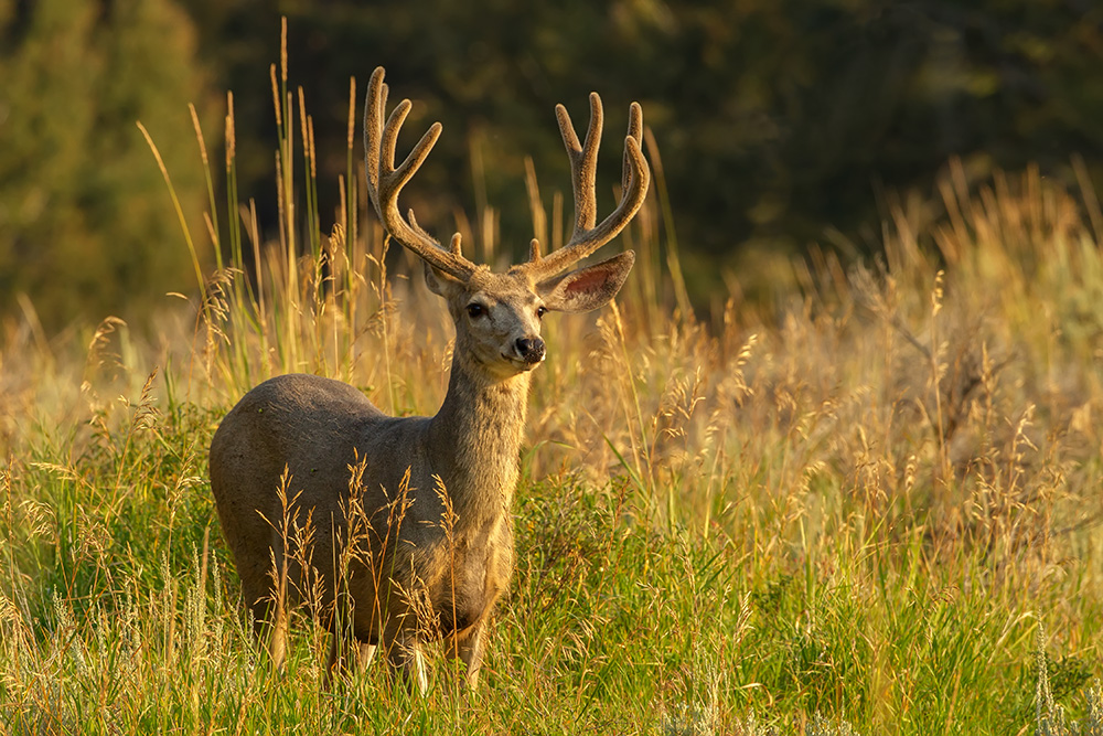 Mule Deer Buck at Tower Fall