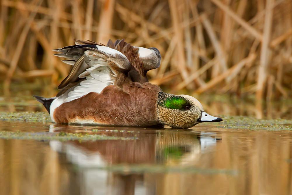 Drake Wigeon Stretching Out