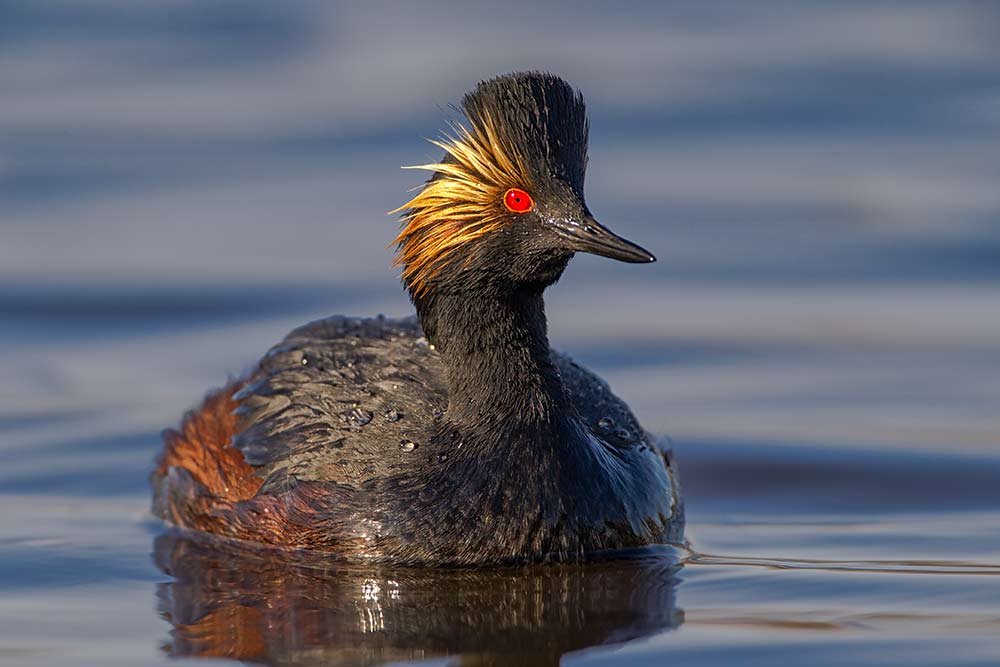 Eared Grebe Front and Center