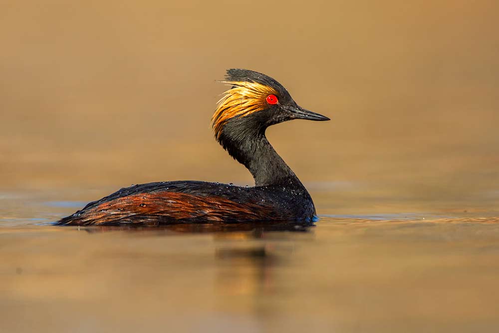 Eared Grebe About to Dive
