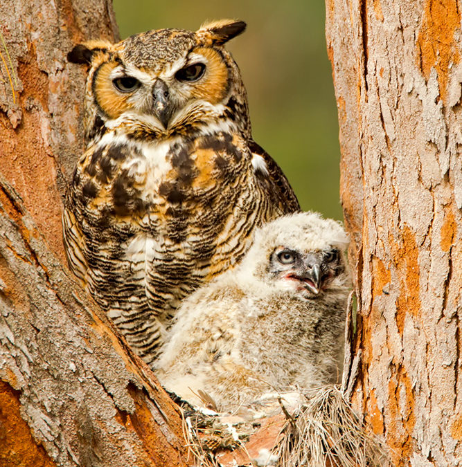 Great Horned Owl & Owlet-2