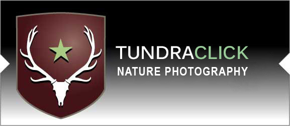 Tundraclick Nature Photography