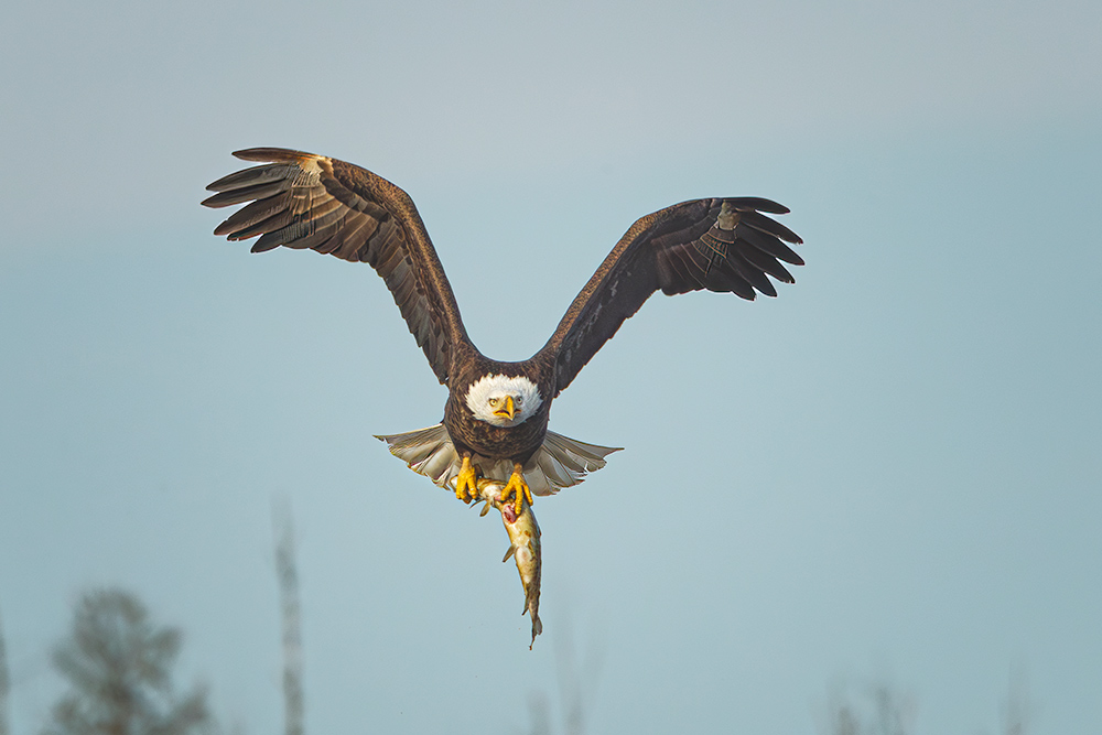 This Shot: Bald Eagle With a Northern Pike