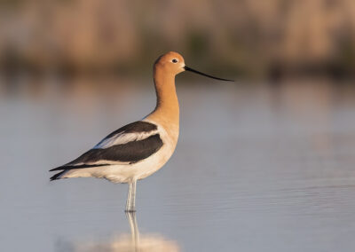 Avocet at Sundown